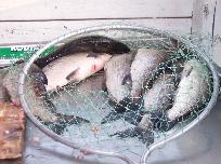 whitefish in net